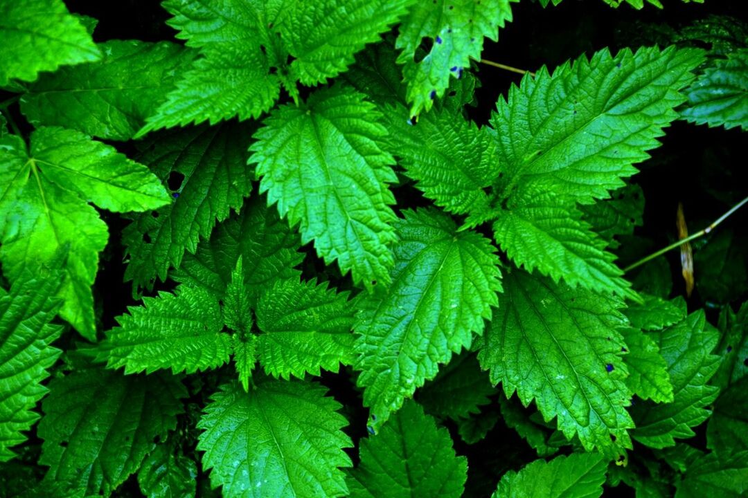 Nettle to increase potency