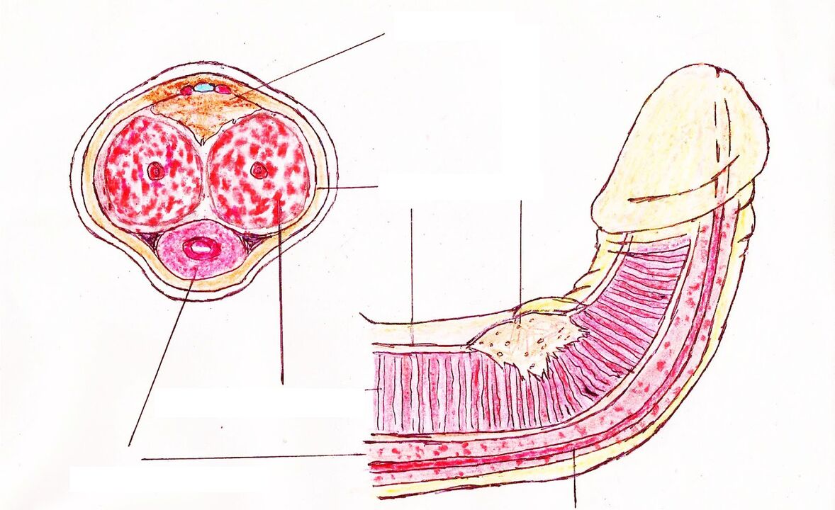 The structure of the penis